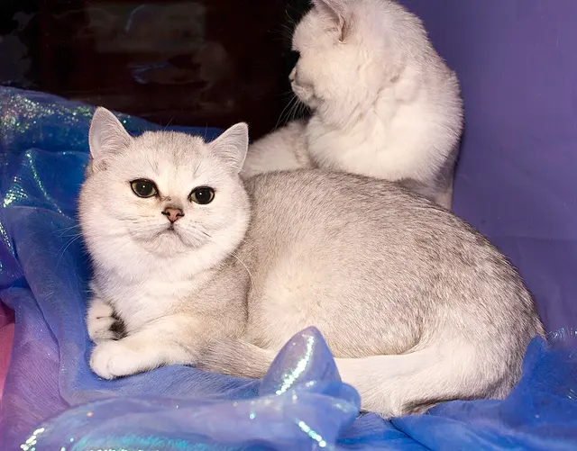 British shorthair