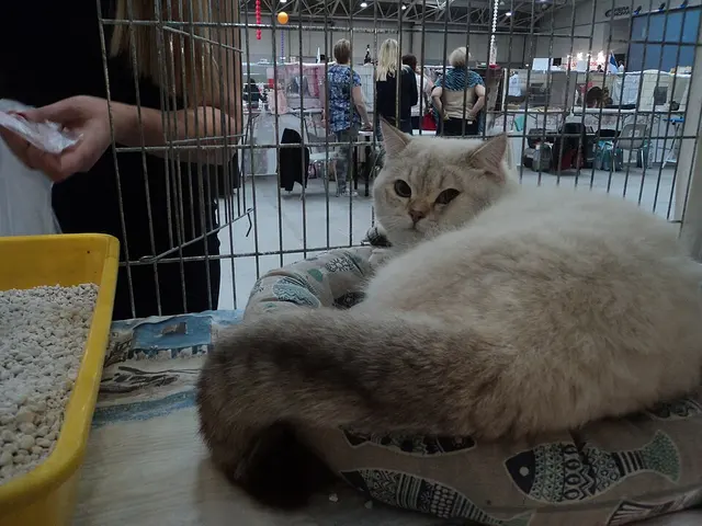 British shorthair