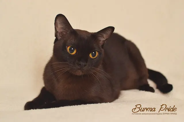 Burmese américain