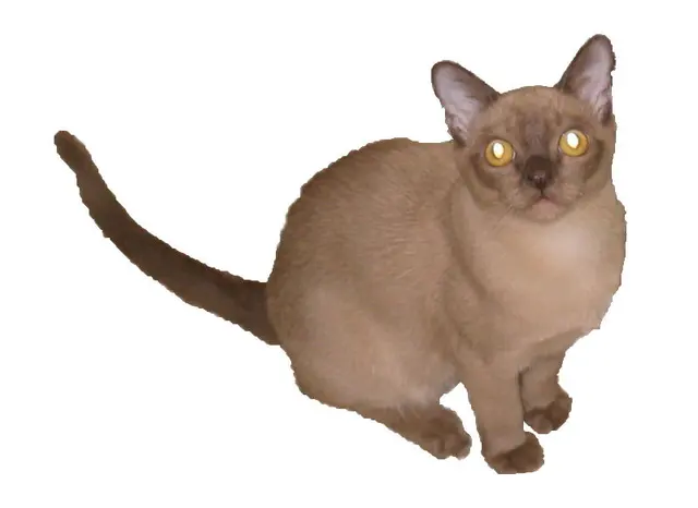 Burmese américain