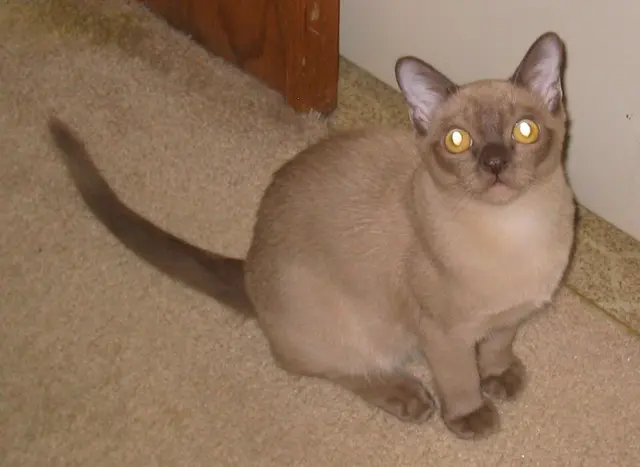 Burmese américain