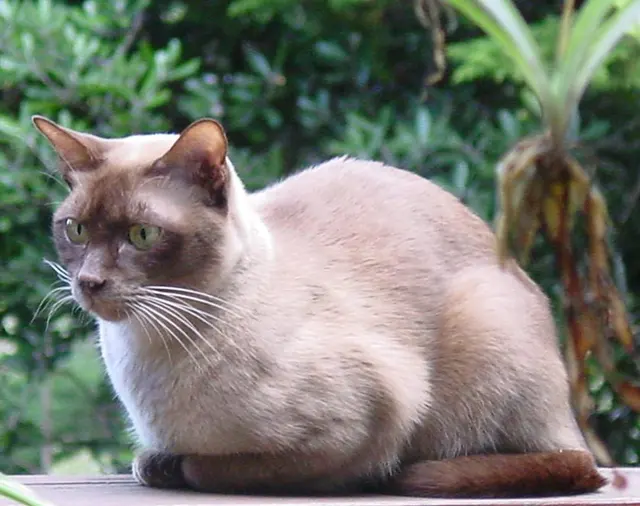 Burmese anglais
