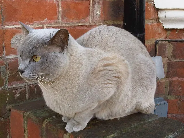 Burmese anglais