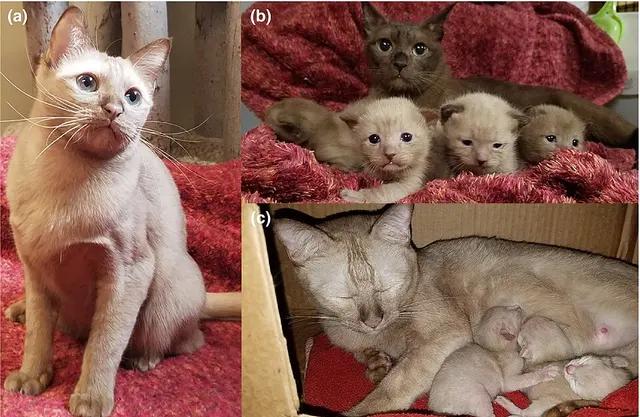 Burmese