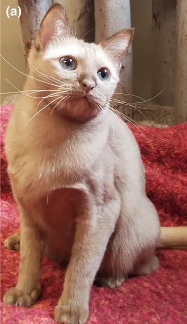 Burmese