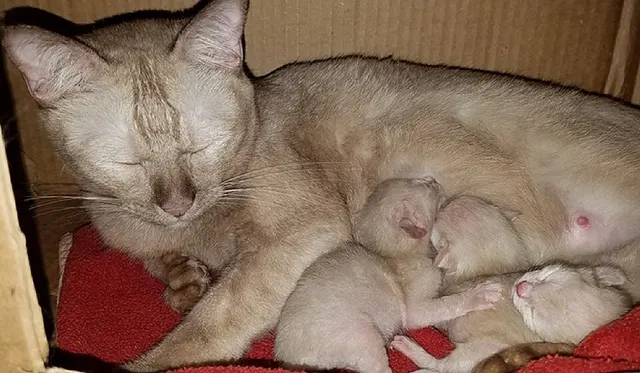 Burmese