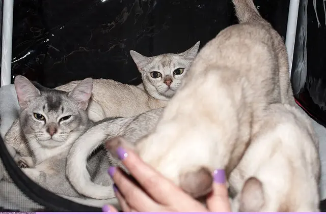 Burmilla