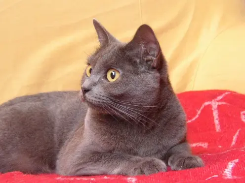 Chartreux