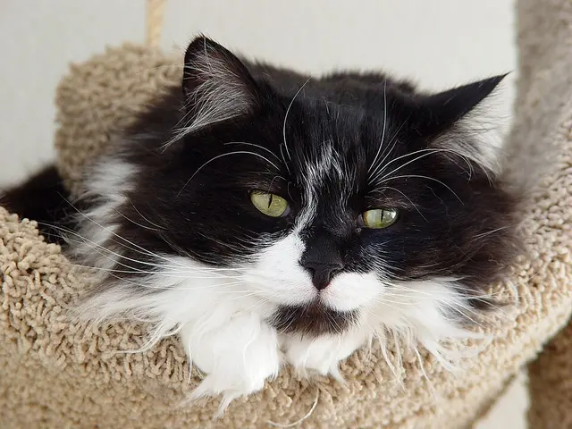 Chat à poil long