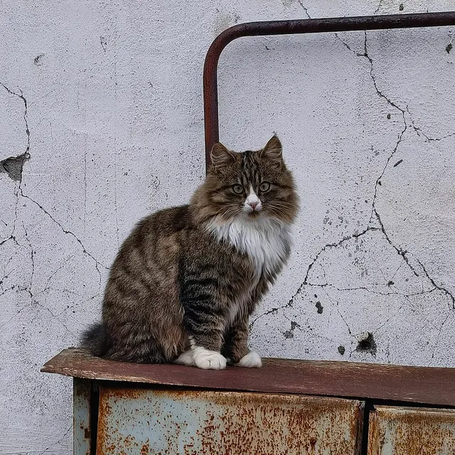 Chat à poil long