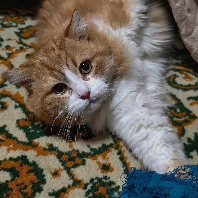 Chat à poil long