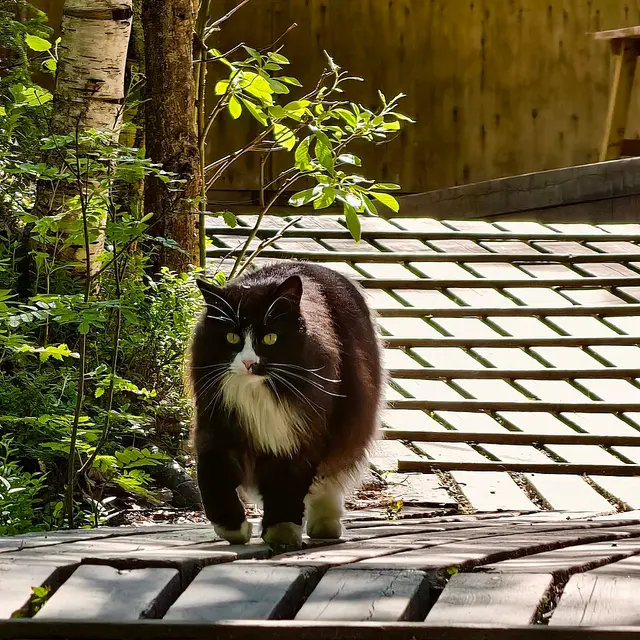 Chat à poil long