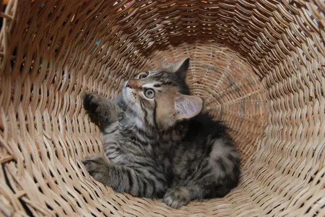 Chat de gouttière