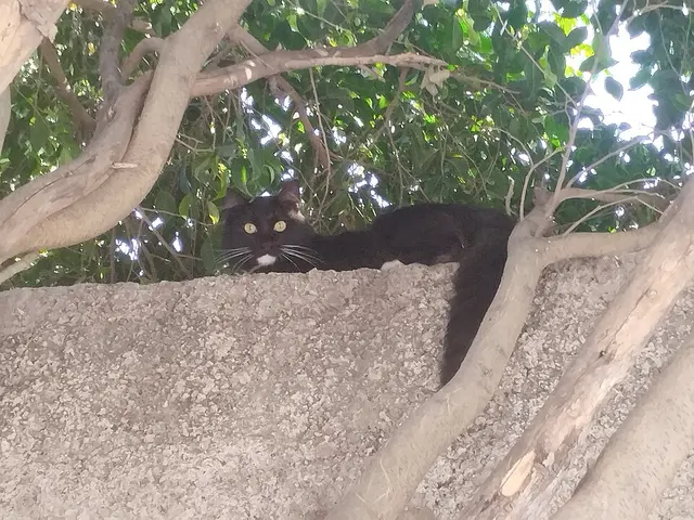 Chat de gouttière