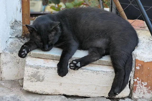 Chat de gouttière