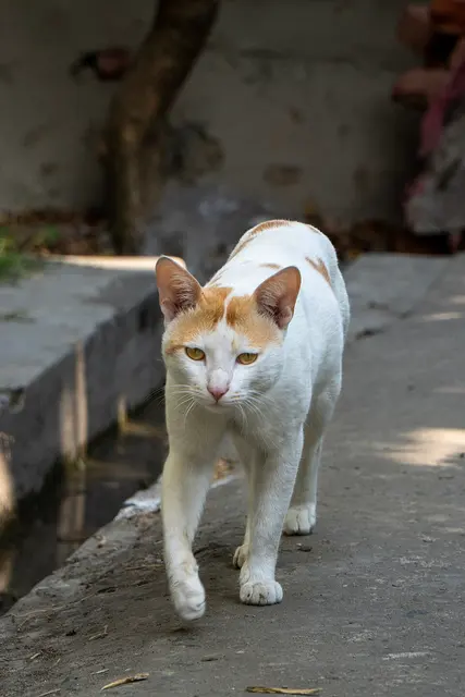 Chat de gouttière