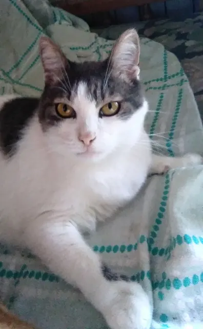 Chat de mer Égée