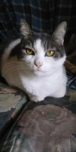 Chat de mer Égée