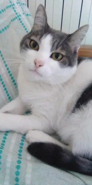 Chat de mer Égée