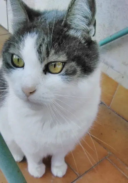 Chat de mer Égée