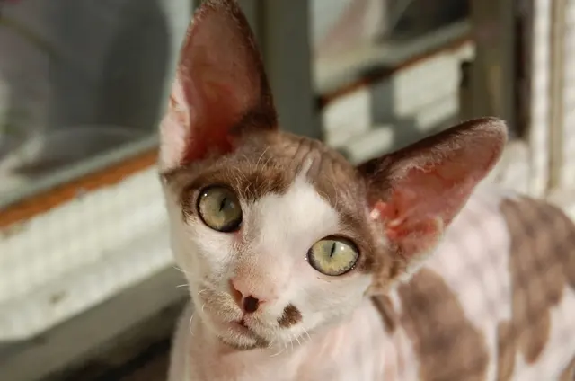 Chat rex