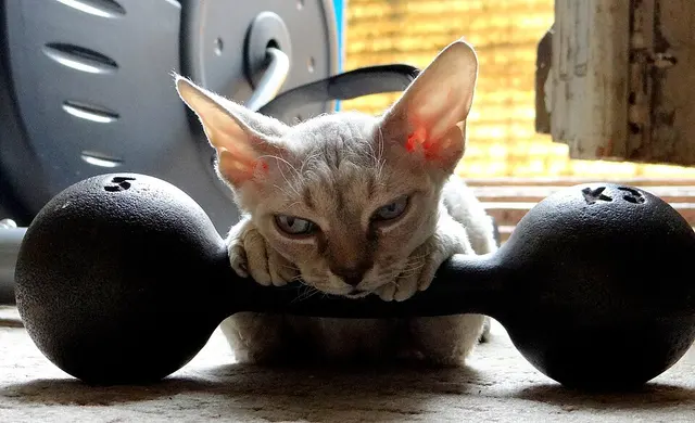 Chat rex