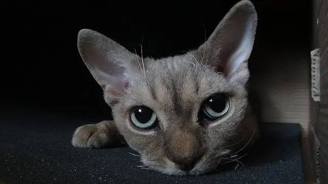 Chat rex