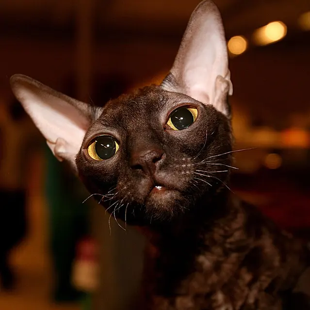 Chat rex