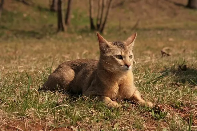 Chausie