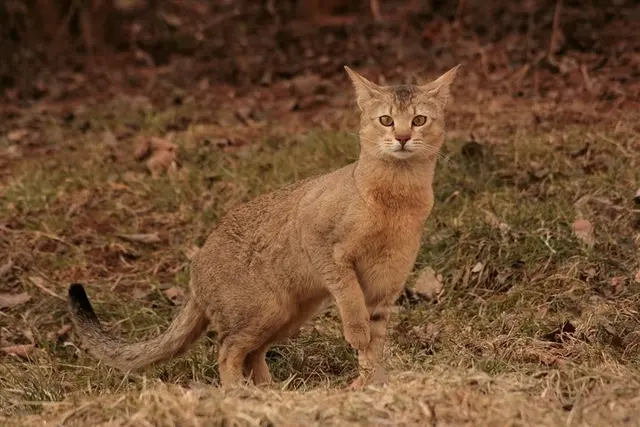 Chausie