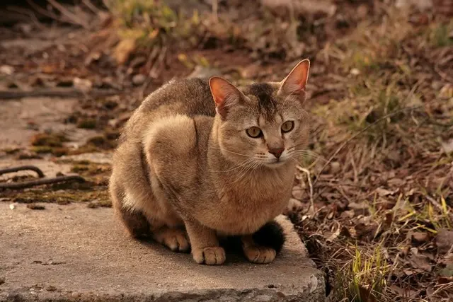 Chausie