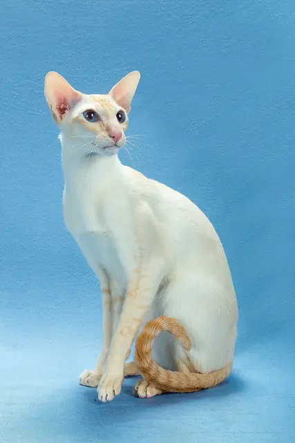 Colorpoint shorthair