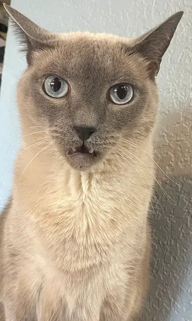 Colorpoint shorthair
