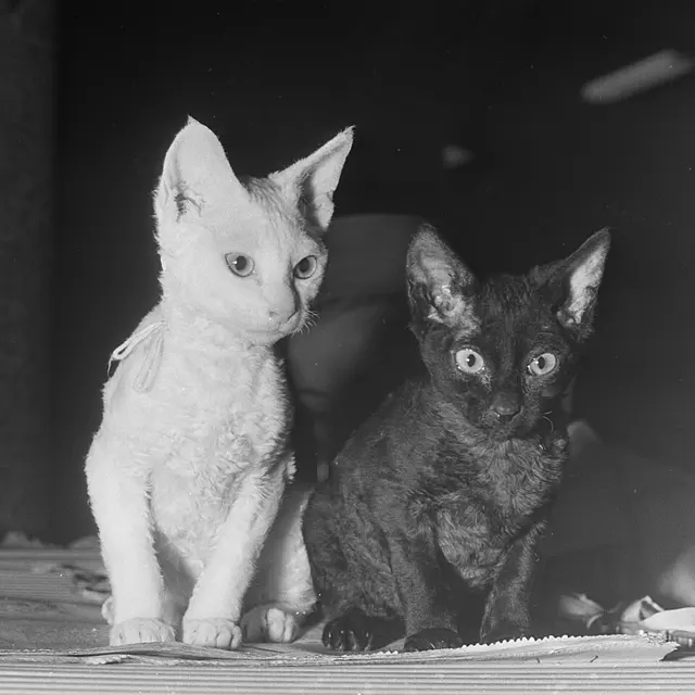 Cornish rex