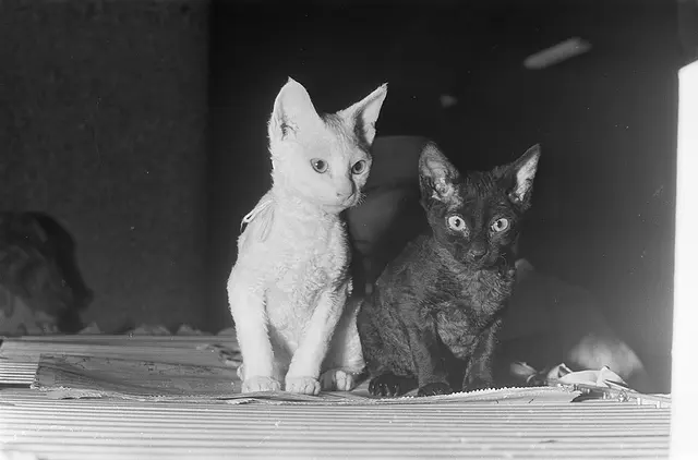 Cornish rex