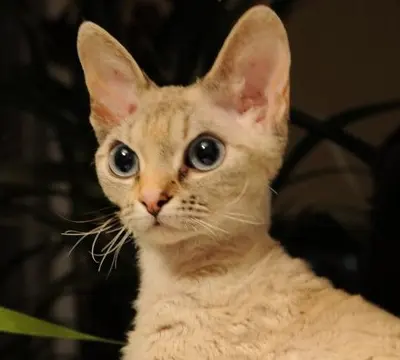 Devon rex