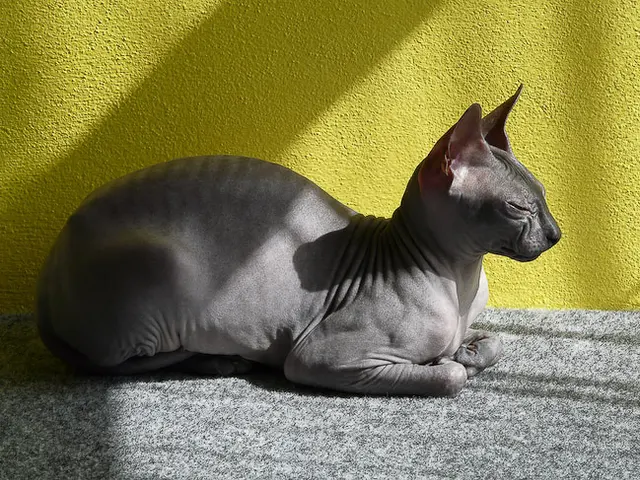 Donskoy