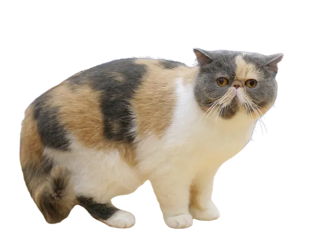 Exotic shorthair