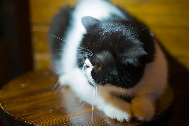Exotic shorthair