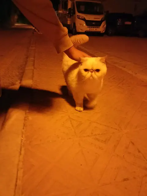 Exotic shorthair