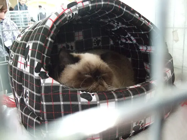 Exotic shorthair
