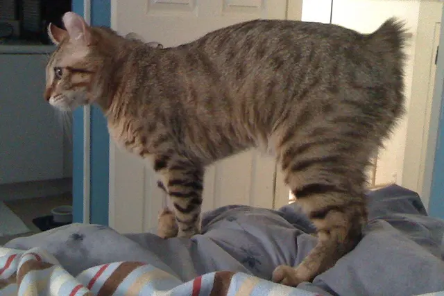 Highlander (chat)
