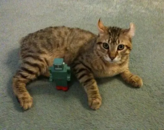 Highlander (chat)