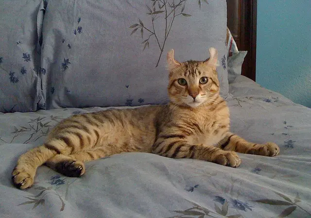 Highlander (chat)