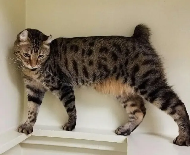 Highlander (chat)
