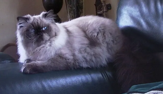 Himalayen