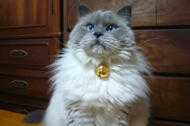 Himalayen