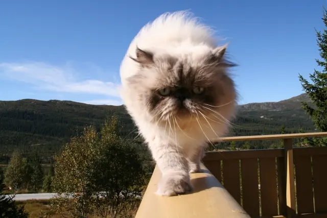 Himalayen