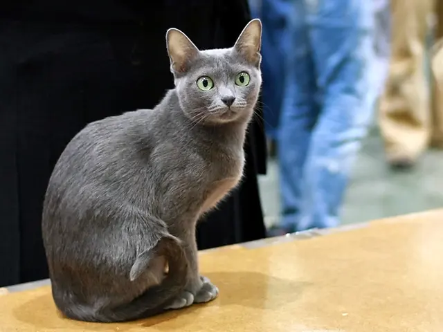 Korat