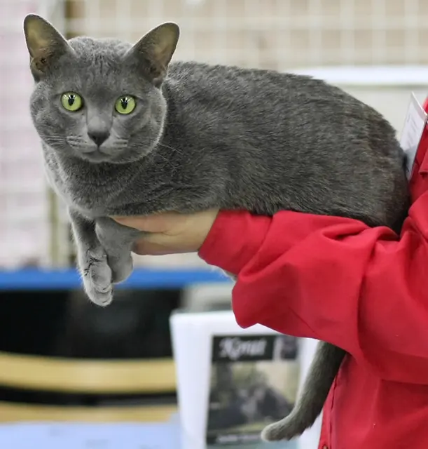 Korat